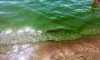 На Финском заливе из-за жары зацвели сине-зеленые водоросли